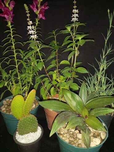 Pack de 5 plantes naturelles