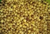 Beurre de karité brut ,grain de akpi pour avoir belle forme pour les femmes