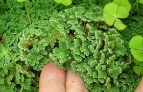 azolla2